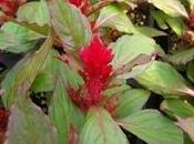 Celosia