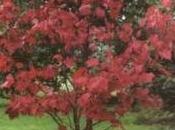 acero rosso foglie verdi