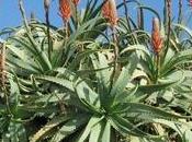 aloe arborescens