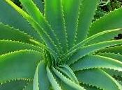 aloe proprietà