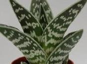 aloe variegata