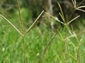 Impedire crescita delle erbacce