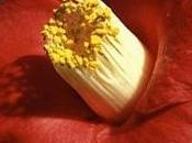 caduta precoce fiori