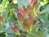 agrifoglio foglie rosse