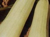 Zucchini