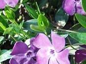 Pervinca