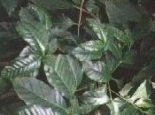 Come gemogliare semi caffe'