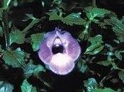 Torenia
