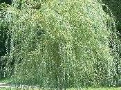 Salice piangente