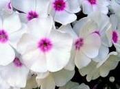 Phlox