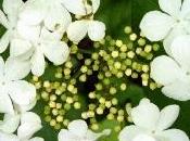 Viburnum
