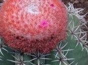 Melocactus