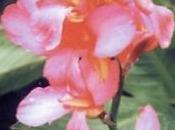 Canna fiorifera