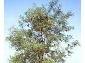 Robinia
