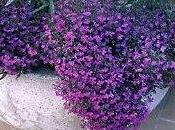 Lobelia