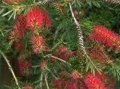 callistemon