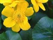 Caltha Palustris