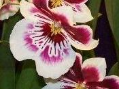 Orchidea