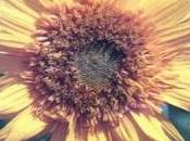 Fiore girasole