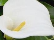 Calla