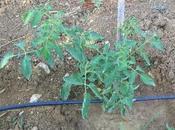 impianto irrigazione goccia