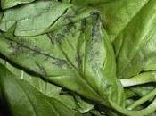 basilico