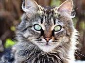 Phishing ticinese verso docenti