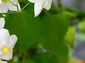 Solea, Solanum jasminoides
