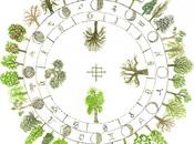 albero sei? scoprilo l'oroscopo celtico