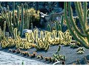 Jardìn Cactus, Lanzarote.