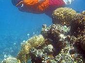 Snorkeling Fiji, guida essenziale principianti