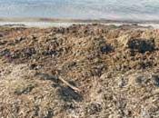 Dalla spiaggia campi