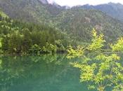 Verde cupo
