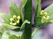 Cos'è Veratrum Album?