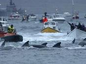 Oer: brutale strage delle Balene pilota