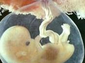 Nuovo studio: feto umano partecipa attivamente sviluppo