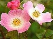 Rosa Mosqueta: antirughe naturale
