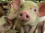 Usa: bando antibiotici crescita degli animali?