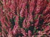 Calluna vulgaris erica