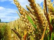 Ogm: Ungheria liberi dire