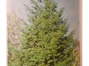 Albero Natale? Abete, Picea Cedro? Quale scegliere addobbare?