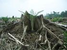 deforestazione"legale" mette fuori gioco taglio illegale