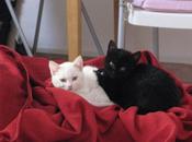 Mercoledì Milano altre cosine