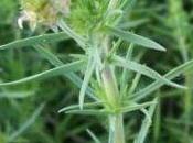 Psillio (Plantago psyllium Plantago ovata)