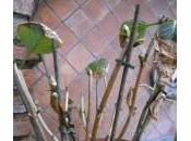 Come quando potare ortensie: ecco come fare passo dopo