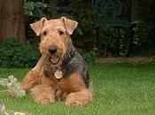 airedale amico