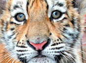 Stop alla sofferenza degli animali circhi!