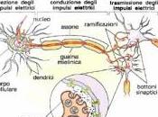 Aspetti Anatomia Fisiologia Sistema Nervoso