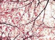 Cherries' orchard