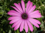 l’Anemone hortensis